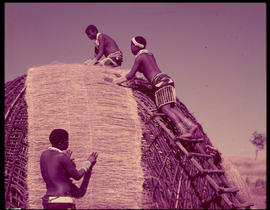 Zulu women building traditional hut.