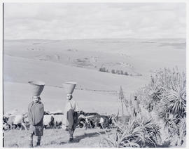 "Eshowe district, 1956. Women and cattle at Nkandla forest."