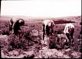 "Nelspruit district, 1926. Picking tomatoes."