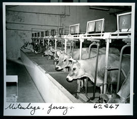 "Uitenhage district, 1954. Jersey dairy herd."