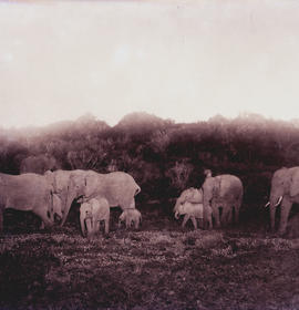 Kirkwood district, 1937. Elephants at Addo Park.