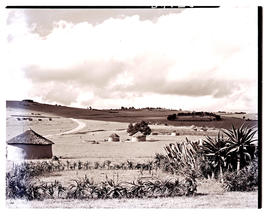 Transkei, 1952. Native huts.