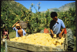 Harvesting pears.