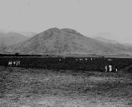 Barberton, 1922. Cotton field.