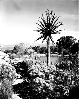 Caledon, 1950. Wildflower garden.