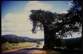 
Baobab tree next to road.
