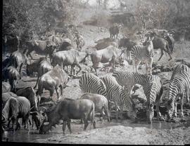 Kruger National Park, 1932. Wildebeest and zebra.