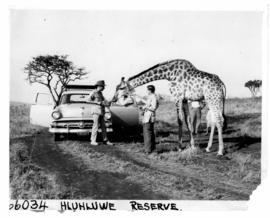 Hluhluwe district, 1957. Giraffe with tourists in Hluhluwe game reserve.
