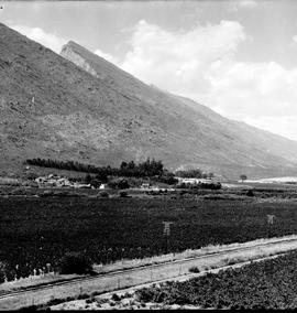 De Doorns, 1930. Railway line through vineyard in Hex River valley.