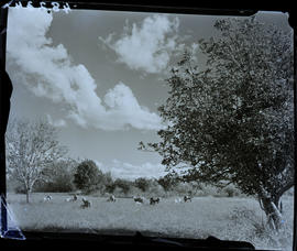 "Kroonstad district, 1940. Herd of sheep."