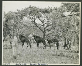 Kruger National Park, 1945. Sable antelope.