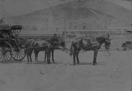 Cape Town. Cape cart with three horses.