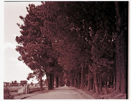 Paarl district, 1939. Tree-lined rural road.