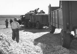 Brandfort district, 1957. Loading mealies on SAR Diamond T truck with SAR trailer.