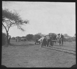 Naboomspruit, 1924. Laying narrow gauge track for roadrail line to Singlewood.