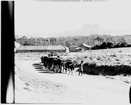 Bethlehem district, 1946. Ox wagon.