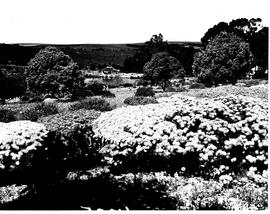 Caledon, 1953. Wildflower garden.