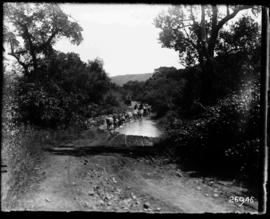 Louis Trichardt district. Mule wagon crossing drift at Wyliespoort in the Soutpansberg.