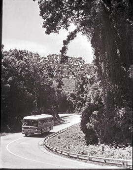 "Plettenberg Bay district, 1965. SAR Mercedez MT16932 motor coach in Tsitsikamma forest."
