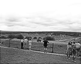 Kirkwood district, 1970. Viewing elephants at Addo Park.