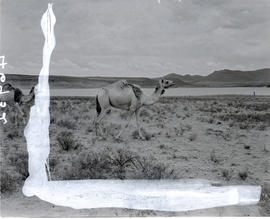 Bethulie, 1940. Camel.