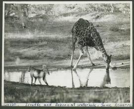 Kruger National Park, 1945. Giraffe and baboon.