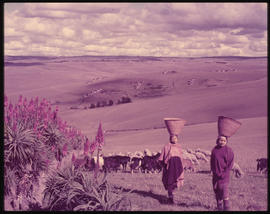 Women carry baskets on their heads, with a flock of sheep.