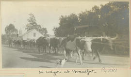 Brandfort. Ox wagon in street.