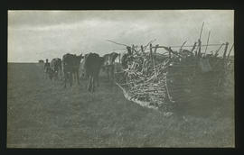 Oxen drawing sledge with firewood across veld.