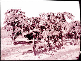 "Nelspruit district, 1926. Pawpaw trees."