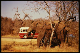 SAR tour bus and elephant in game park. Jaws to identify.