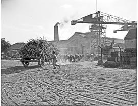Durban district, 1946. Mount Edgecombe, oxen hauling cane at sugar mill