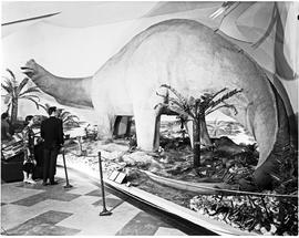 Port Elizabeth, 1968. Dinosaur in museum.