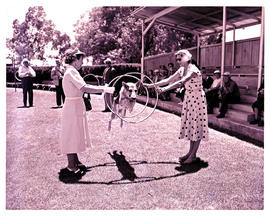 "Kimberley, 1952. De Beers dog training centre."