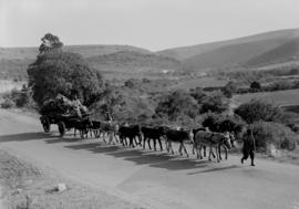 Grahamstown district, 1954. Wagon drawn by 12 donkeys.