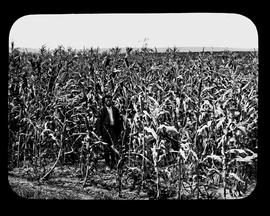 Maize field.