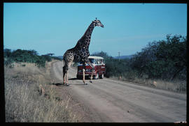 SAR Mercedes Benz tour bus No MT6925 viewing giraffe from close quarters.