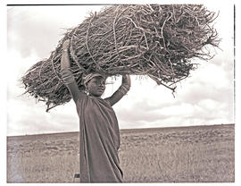 Transkei, 1952. Xhosa girl with firewood on head.