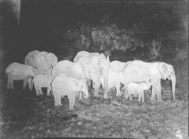 Kirkwood district, 1937. Elephants at Addo Park.