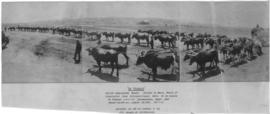 Circa 1891. Boiler transported by ox wagon with 64 oxen from Pietermaritzburg to Johannesburg.