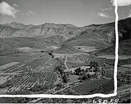 Montagu district, 1960. Fruit orchards in the Koo Valley.