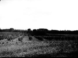 Caledon district, 1928. Fruit orchard at Elgin.