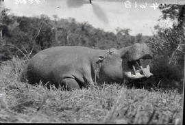 Kruger National Park, 1936. Hippo.