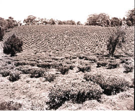 "Vryheid district. 1946. Tea estate."