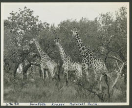 Kruger National Park, 1945. Giraffe.