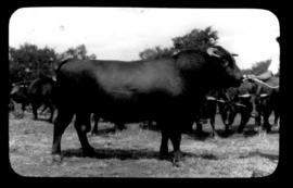 Round in Nine Tours - cattle.