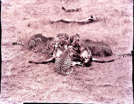 "Hluhluwe district, 1967. Cheetahs at a kill in Hluhluwe Reserve."