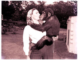 "Uitenhage district, 1966. Mr. Mill's private animal sanctuary, baboon."