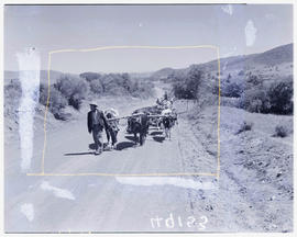 "Knysna district, 1945. Ox wagon underway with African family."