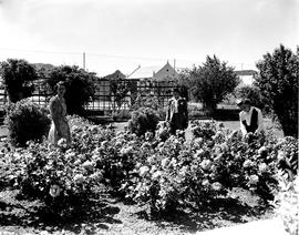 Montagu, 1947. Dirkie Uys park.